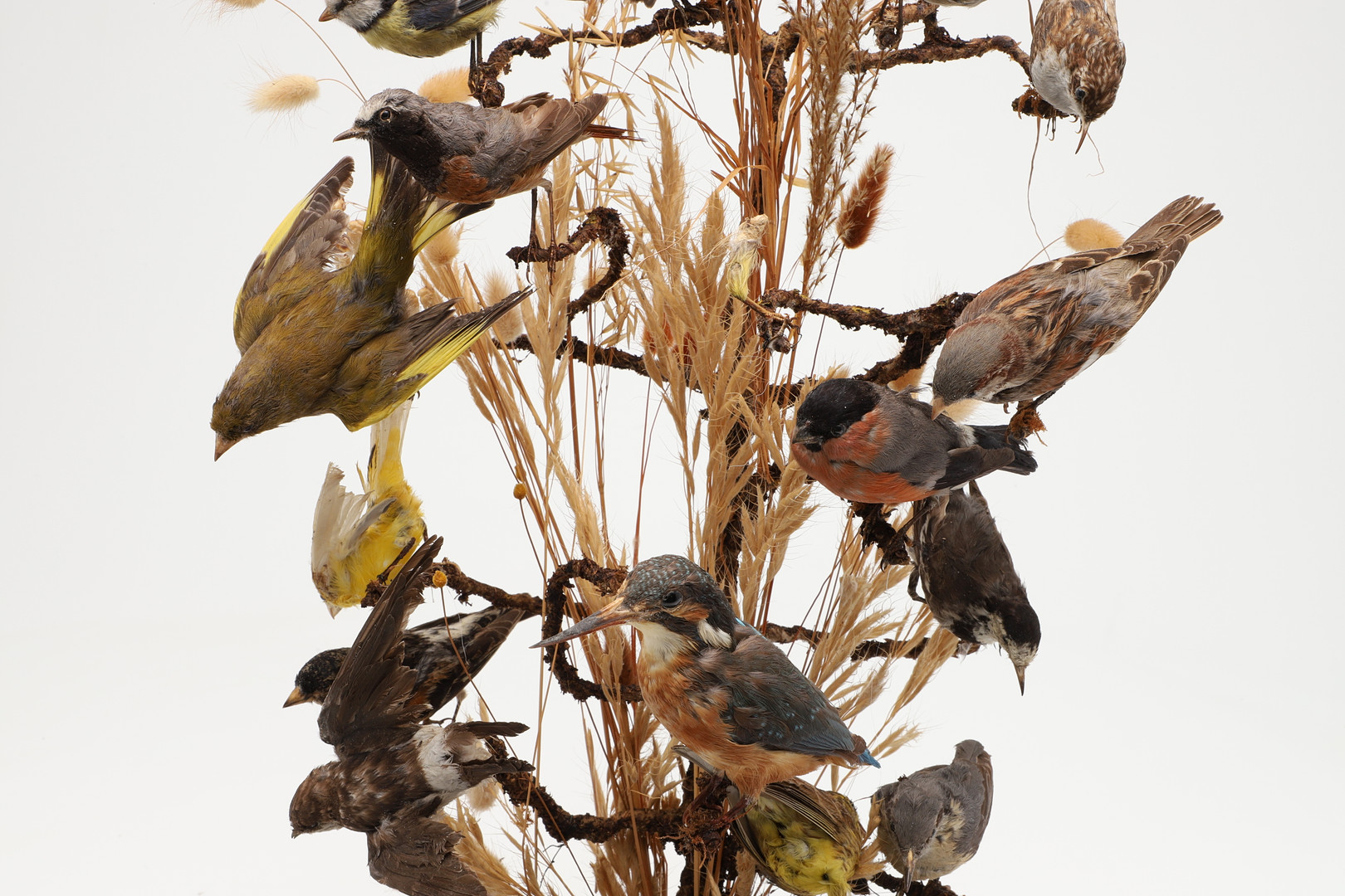 TAXIDERMY - VICTORIAN BIRDS & GLASS DOME. - Image 6 of 12