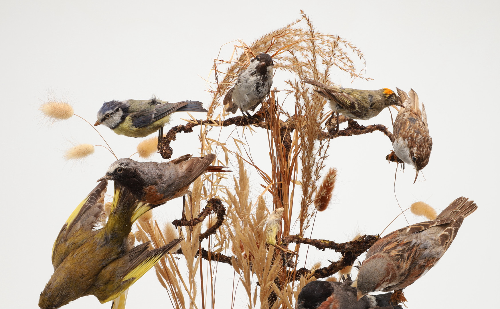 TAXIDERMY - VICTORIAN BIRDS & GLASS DOME. - Image 5 of 12