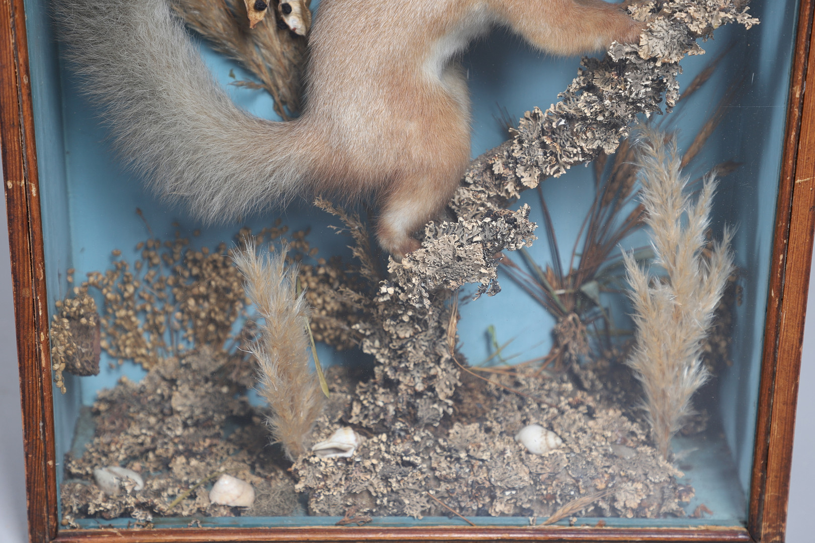 TAXIDERMY - CASED RED SQUIRREL. - Image 4 of 9