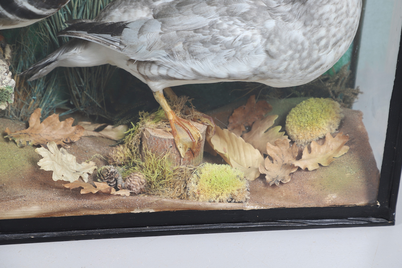 TAXIDERMY - CASED PAIR OF MANDARIN DUCKS. - Image 7 of 12