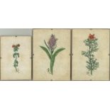 Lot von 3 "Botanischen" Bildern, verschiedene Pflanzen und Größen hinter Glas gerahmt. Monogramm K.