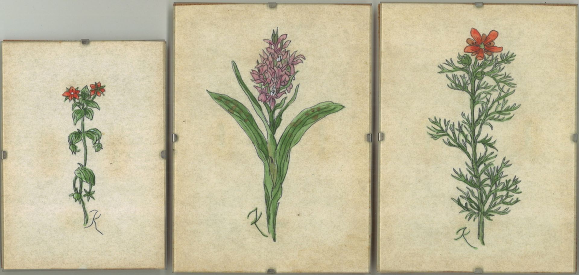 Lot von 3 "Botanischen" Bildern, verschiedene Pflanzen und Größen hinter Glas gerahmt. Monogramm K.