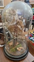 A taxidermy of tawny owl, mounted in a domed glass display case.