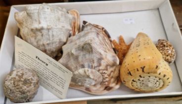 Conchology Interest - a small box containing four shell specimens, a starfish specimen and a rock