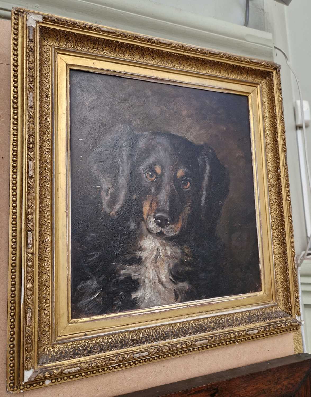 Late 19th / early 20th century British School Portrait of a collie dog oil on board 29.5cm x 27cm,