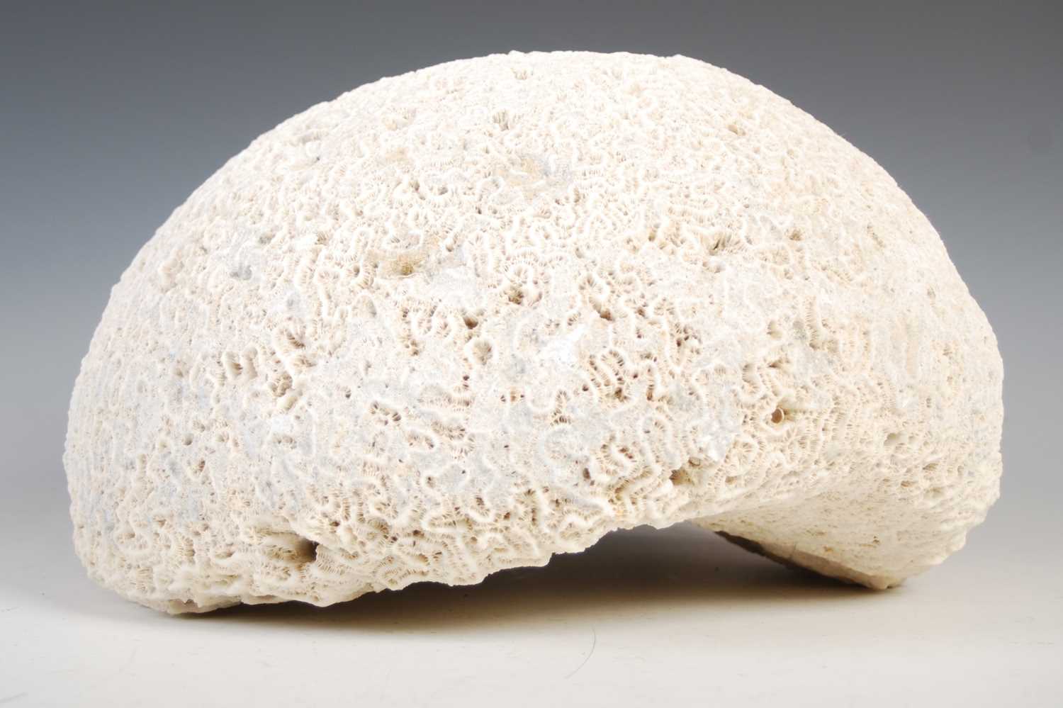 A coral specimen, approximately 31cm diameter x 19cm high. - Image 2 of 3