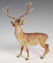 An early 20th century cold-painted bronze model of a stag, with fourteen point antlers, 31cm high
