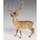 An early 20th century cold-painted bronze model of a stag, with fourteen point antlers, 31cm high