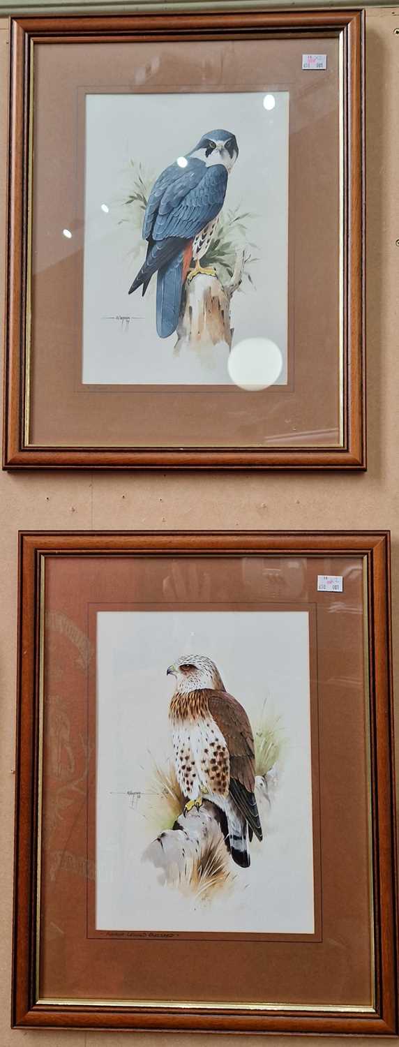 ARR Alan B. Hayman (b.1947) Rough-legged buzzard watercolour, signed and dated '78 middle left 32.