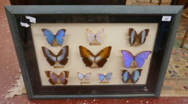 Collection of 10 mounted and framed butterflies