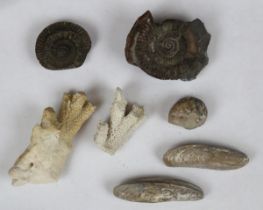 Collection of fossils