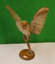 Taxidermy Barn Owl by Natural Craft Taxidermy, Chipping Campden - Approx height 56cm