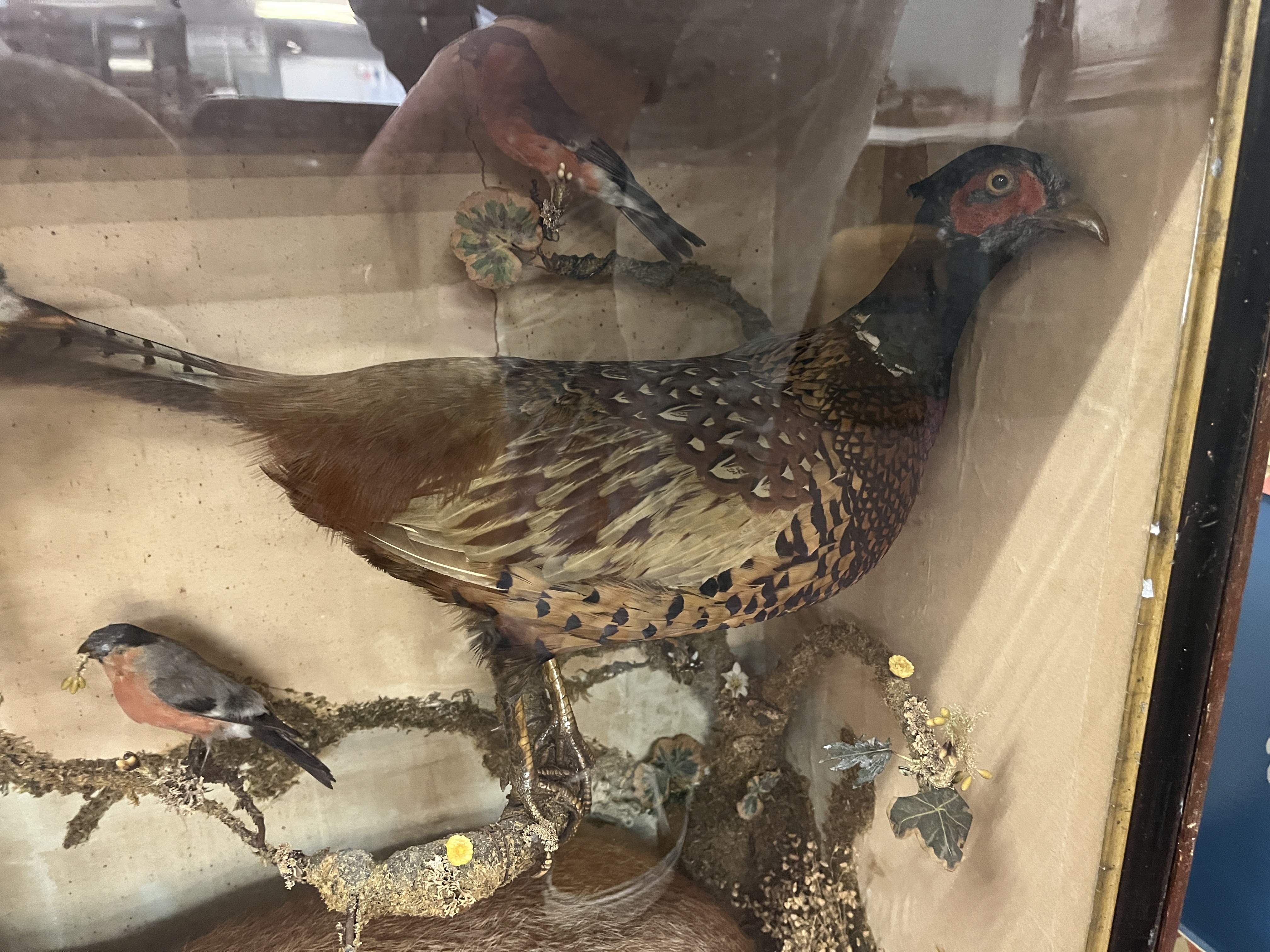 Taxidermy in display case - Image 3 of 6