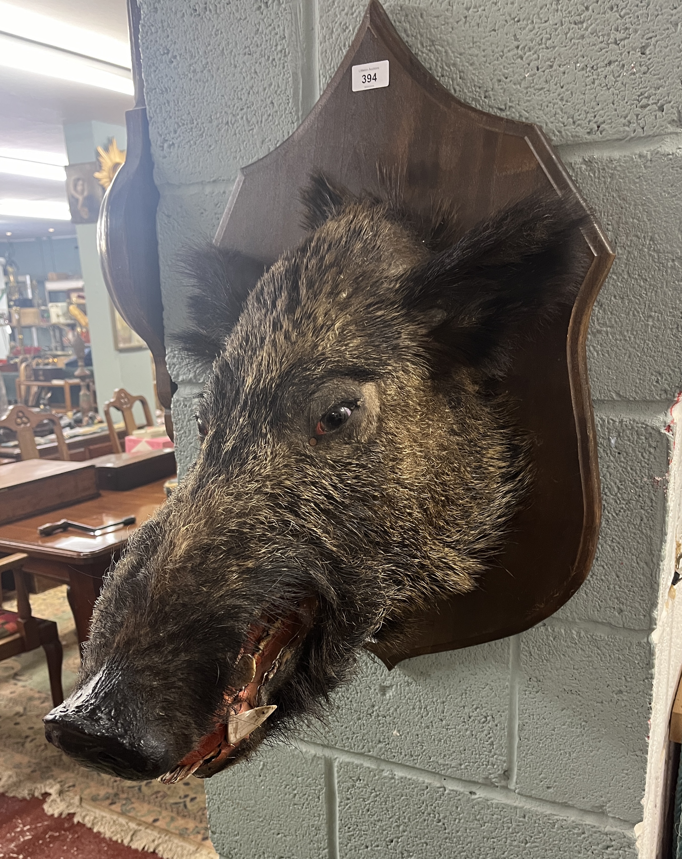 Taxidermy mounted boars head - Image 3 of 3