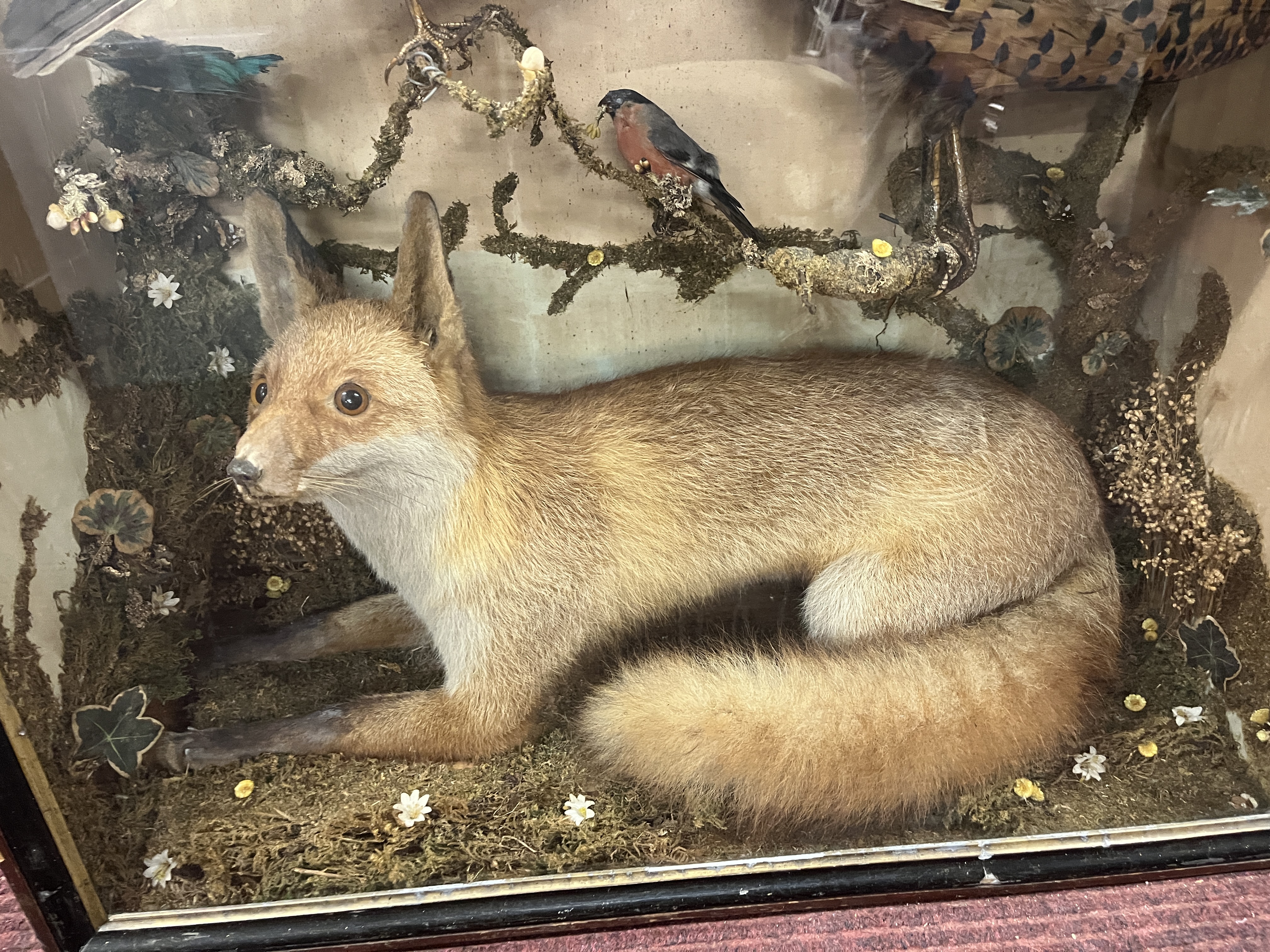 Taxidermy in display case - Image 2 of 6