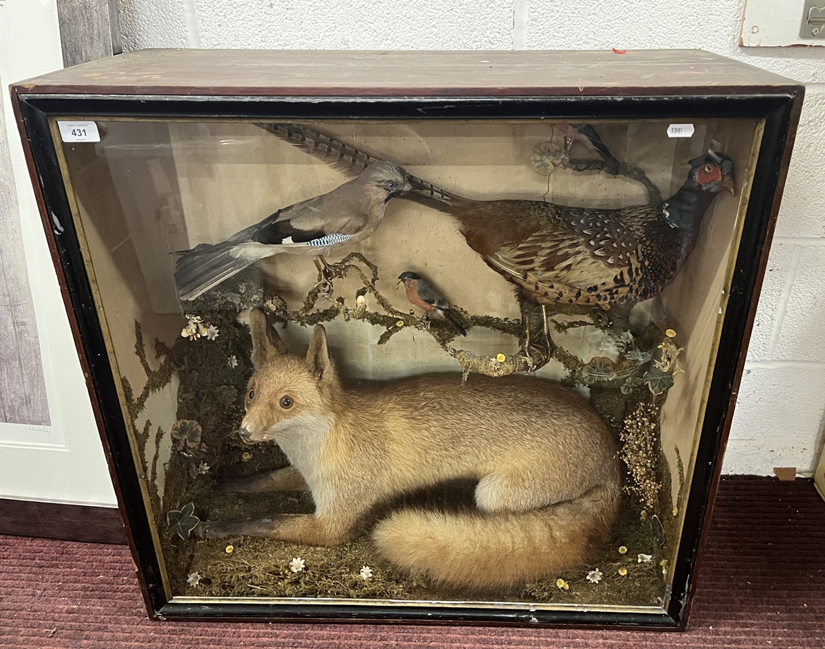 Taxidermy in display case