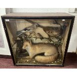 Taxidermy in display case