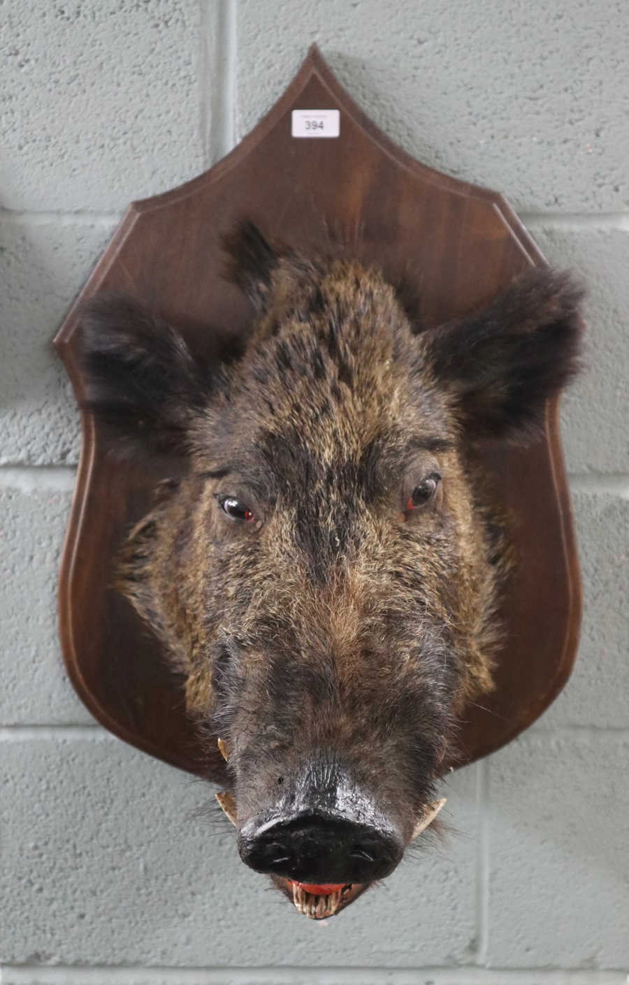 Taxidermy mounted boars head - Image 2 of 3