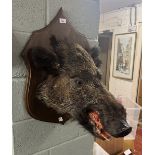 Taxidermy mounted boars head