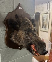 Taxidermy mounted boars head