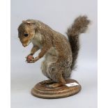 Taxidermy squirrel