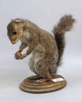 Taxidermy squirrel