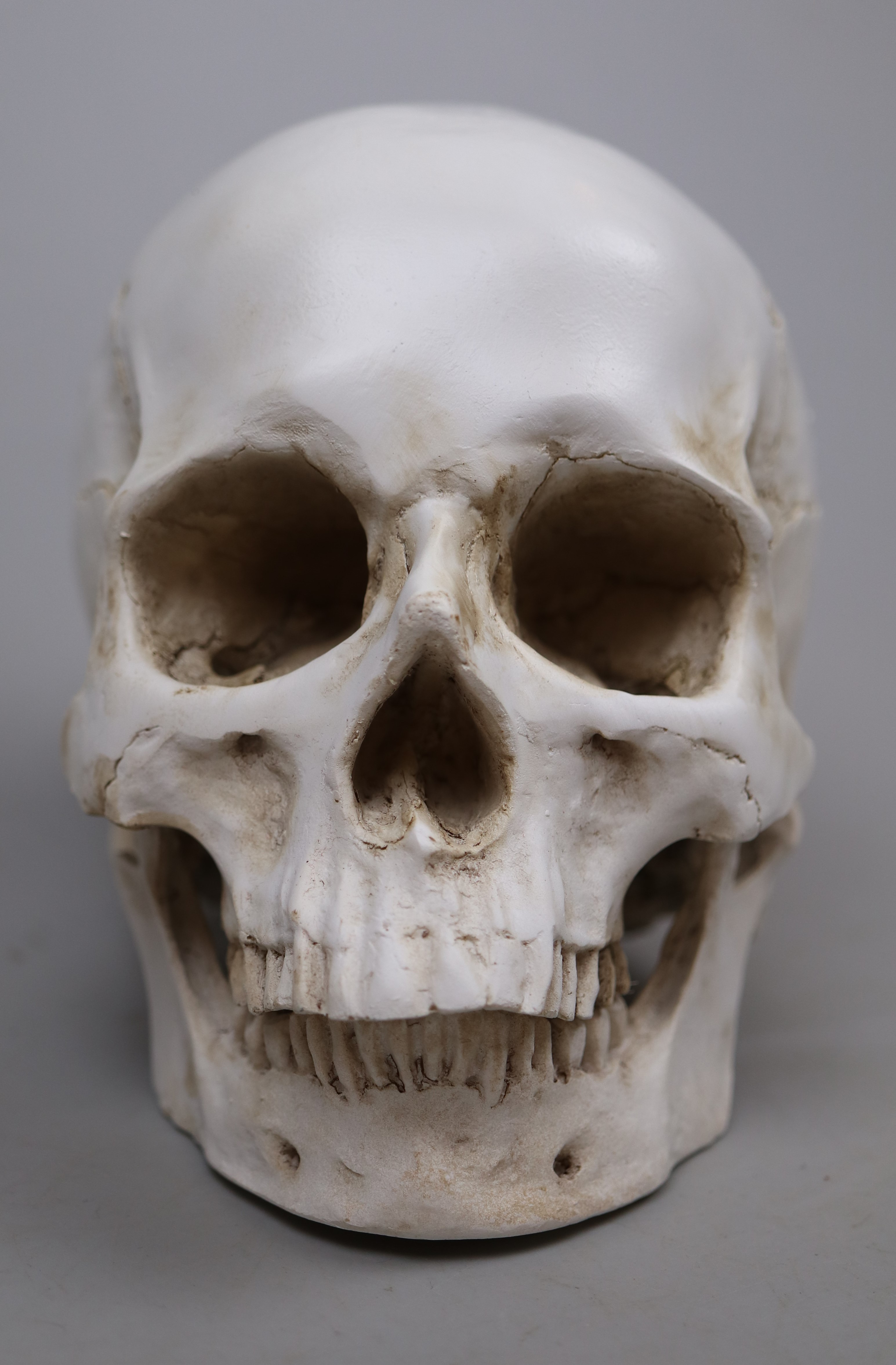 Model of a Skull - Image 3 of 3