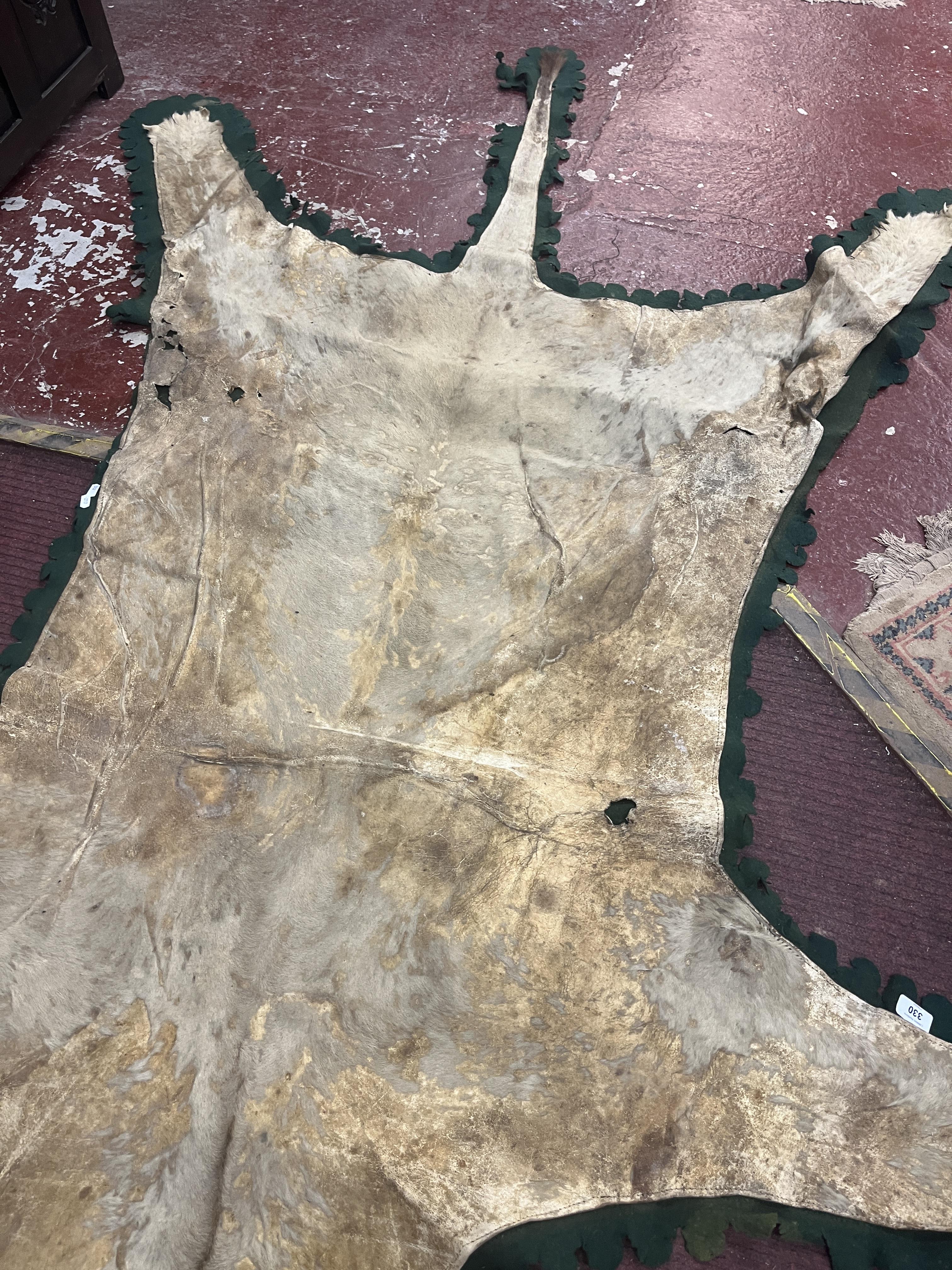 Distressed lion hide - Image 3 of 3