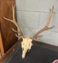 Deer antlers