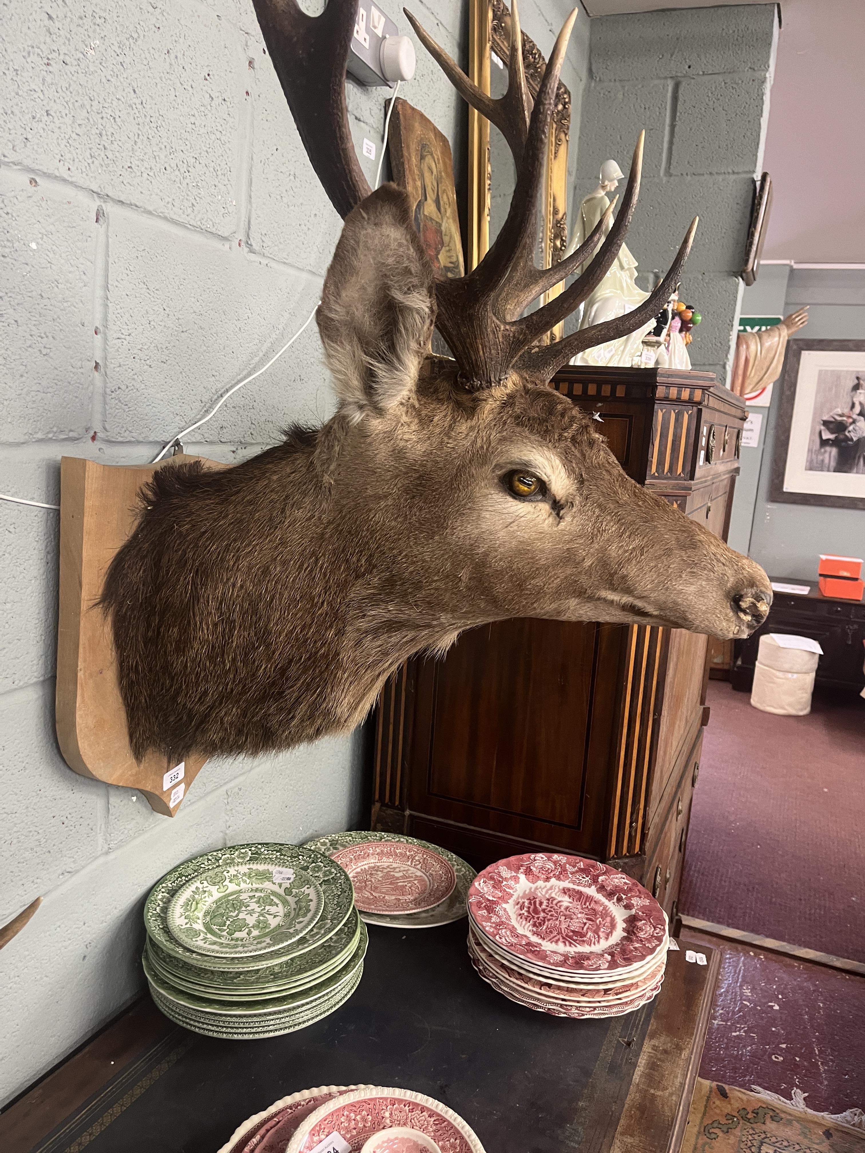 Taxidermy stags head - Image 2 of 3