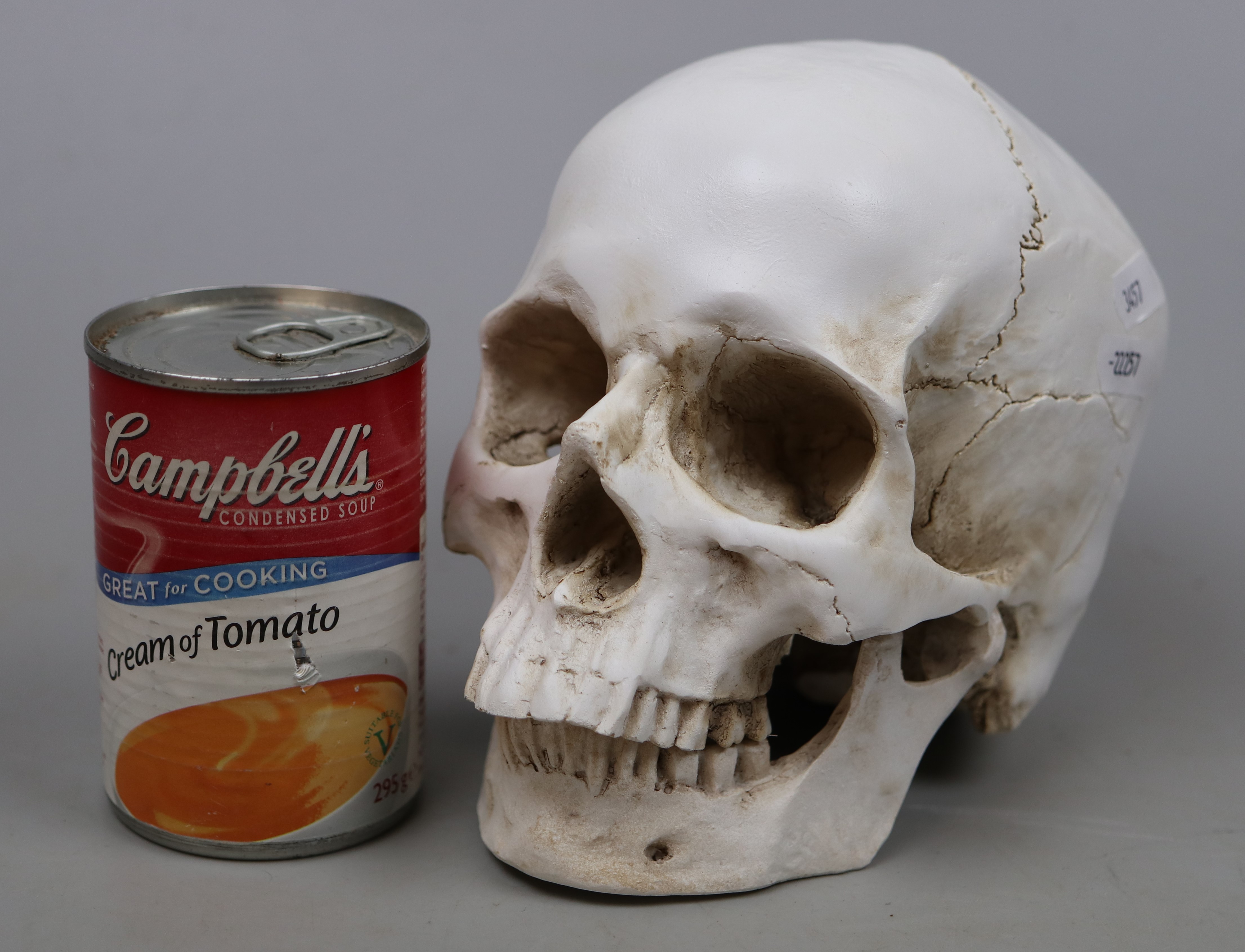 Model of a Skull - Image 2 of 3