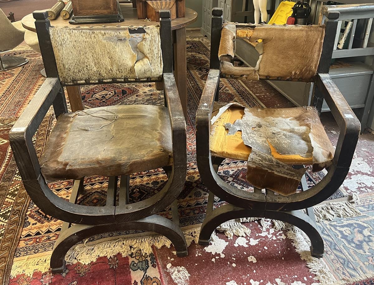 Pair of X framed chairs upholstered with animal hides