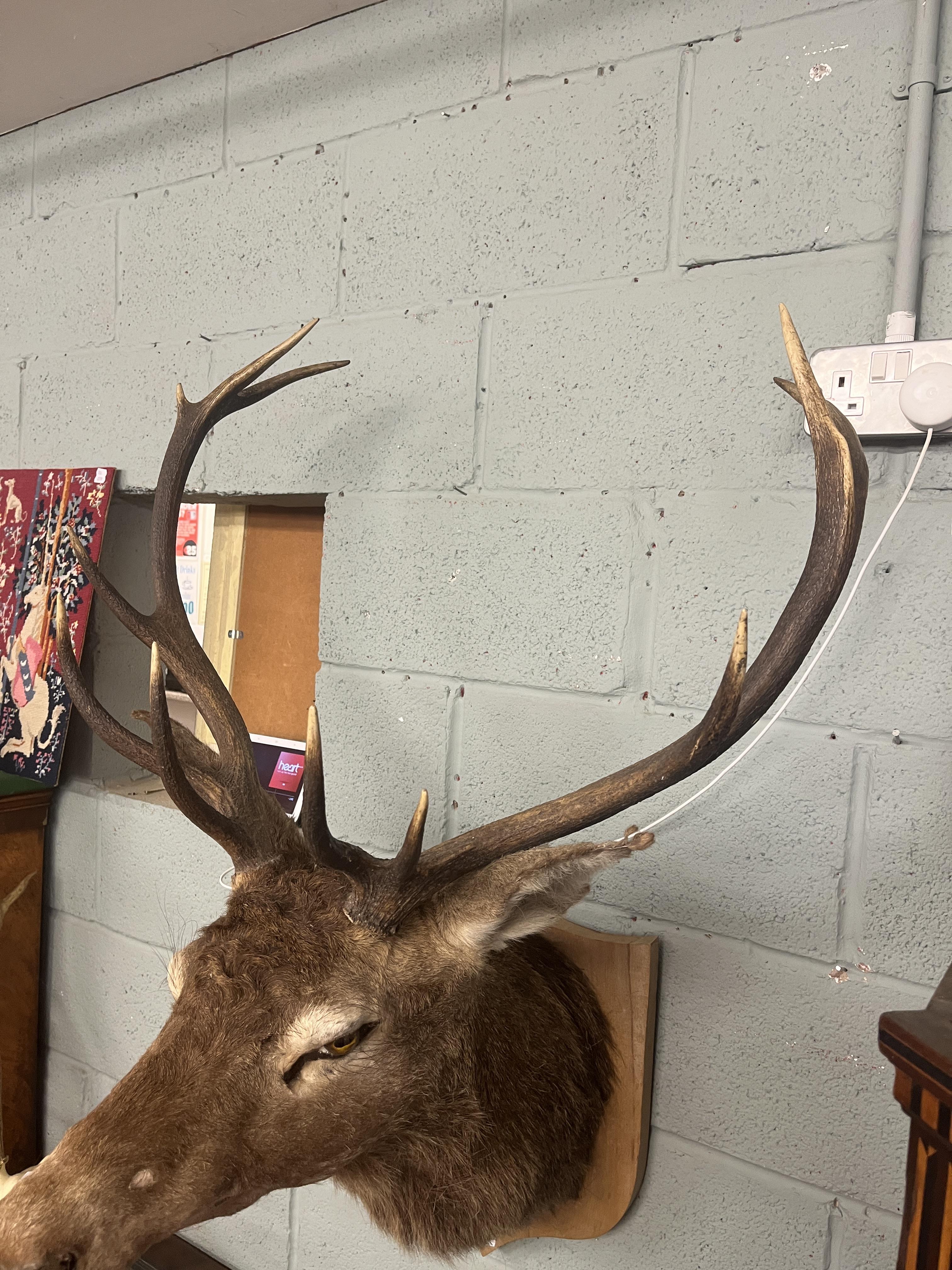 Taxidermy stags head - Image 3 of 3