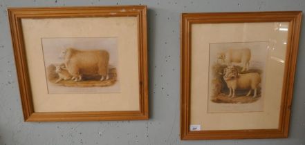 2 framed prints of sheep
