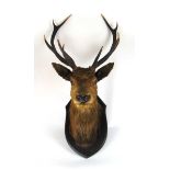 Taxidermy - a late 19th/early 20th century stuffed and mounted ten point stag on shield shape