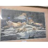 A framed and glazed limited edition print 71/500 depicting pride of lions, signed Simon Combes