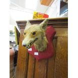 A taxidermy fox's head on shield back