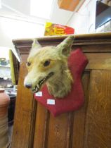 A taxidermy fox's head on shield back