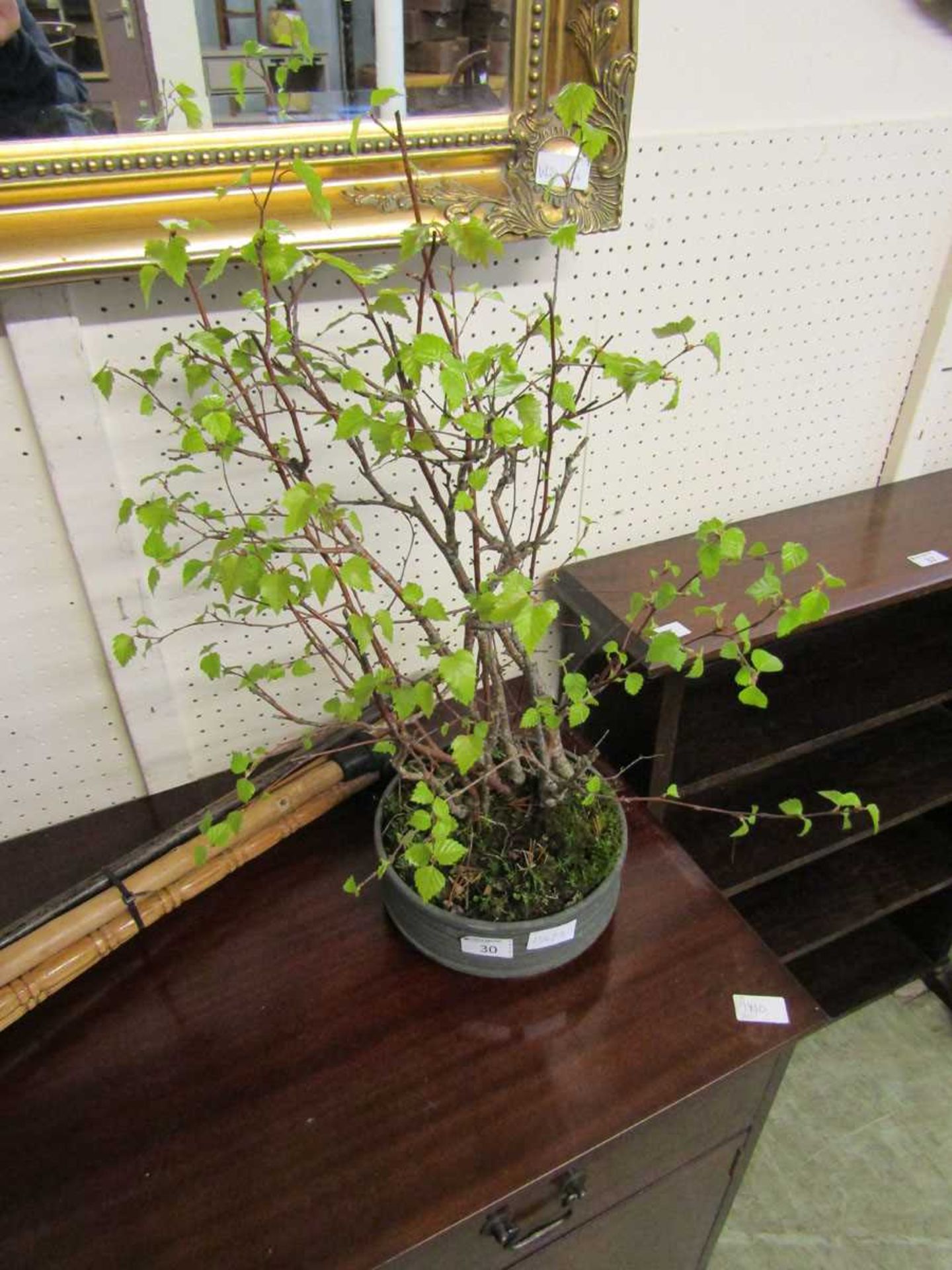 A Bonsai plant in circular pot