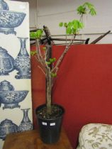 A potted plant in plastic pot