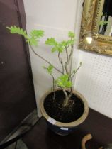 A Bonsai plant in glazed pot