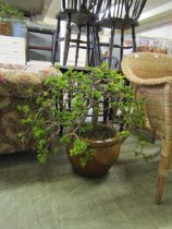 A Bonsai in clay pot