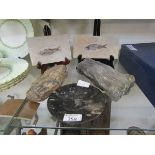 Five fossilised pieces to include two fish, a piece of petrified wood, part fossilised mammoth tusk,