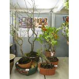 A selection of five potted plants to include a birch, bonsai, etc.