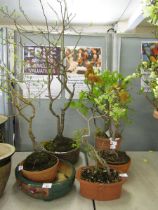 A selection of five potted plants to include a birch, bonsai, etc.