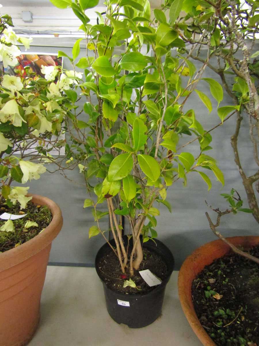 A potted Camellia