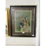 A framed and glazed painting of an Alsatian by Paul Sly