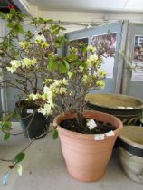 A potted Azalea