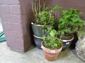 A selection of four glazed garden pots and one clay pot with an assortment of flowers