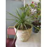 A potted planted plant in stoneware planter